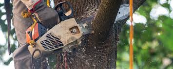 Best Tree Trimming and Pruning  in Monterey, CA