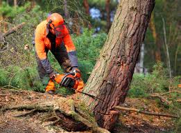 Best Hazardous Tree Removal  in Monterey, CA