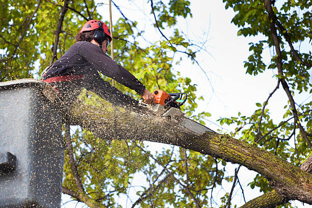 Best Emergency Tree Removal  in Monterey, CA