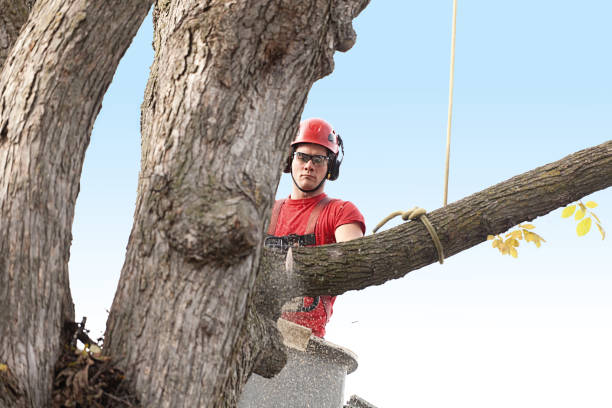 Best Tree Maintenance Programs  in Monterey, CA